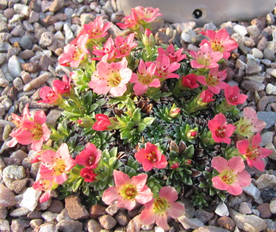 Saxifraga 'Rembrandt van Rijn''